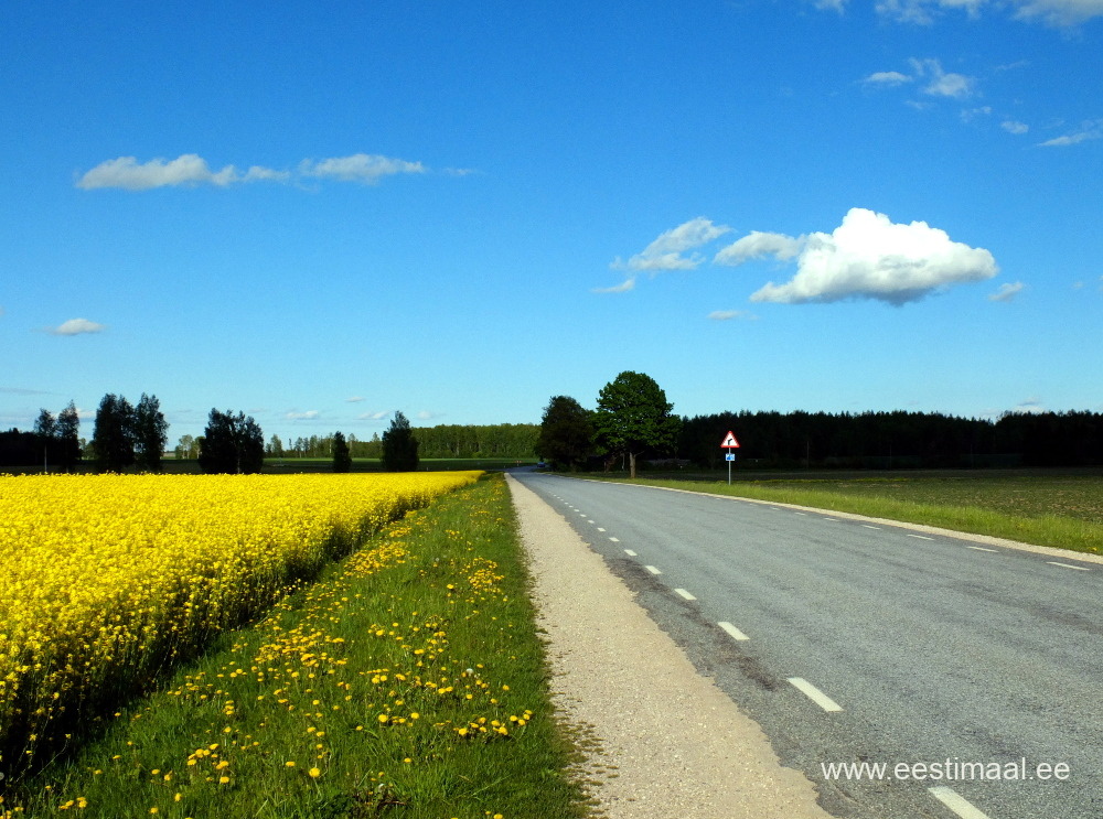 Tee, rapsipõld, pilved, kevadel Lõuna-Eestis