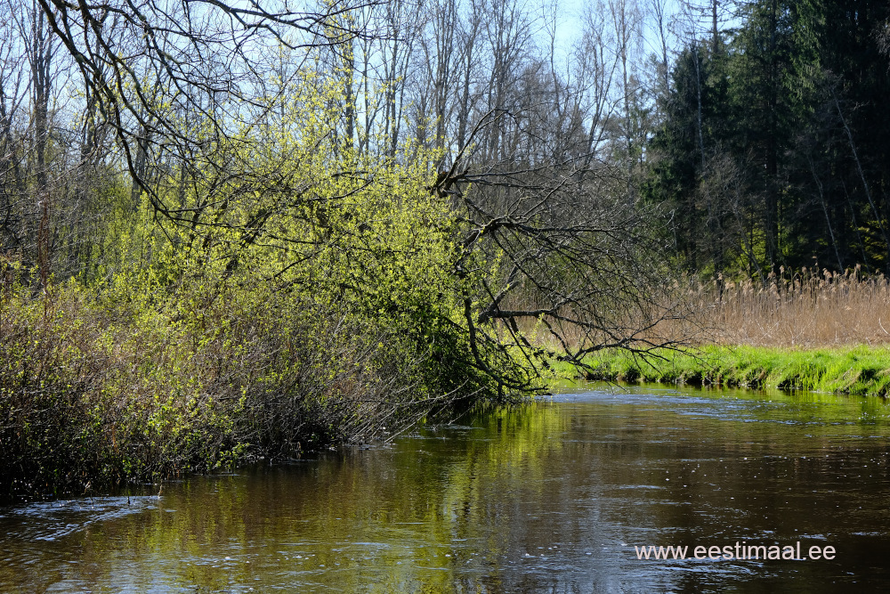 Elva jõgi kevadel erksate värvidega ja peegeldusega