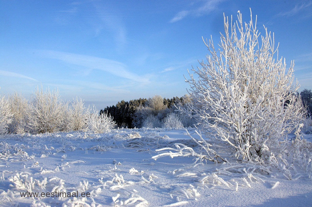 Härmatisega ja lumega puud Lõuna-Eestis