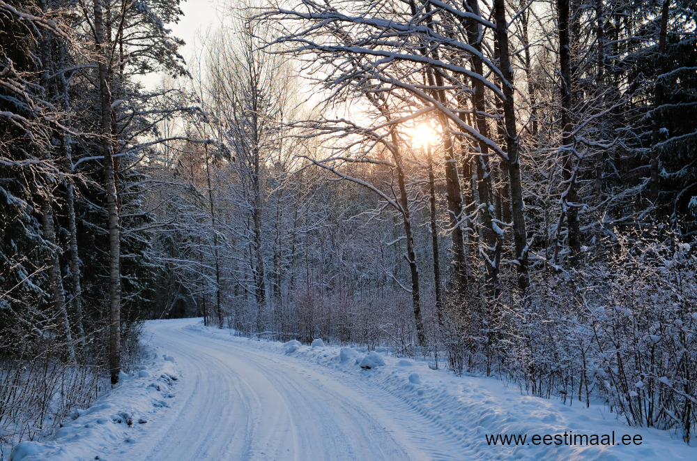 Päike metsas külmal taveilmal Lõuna Eestis