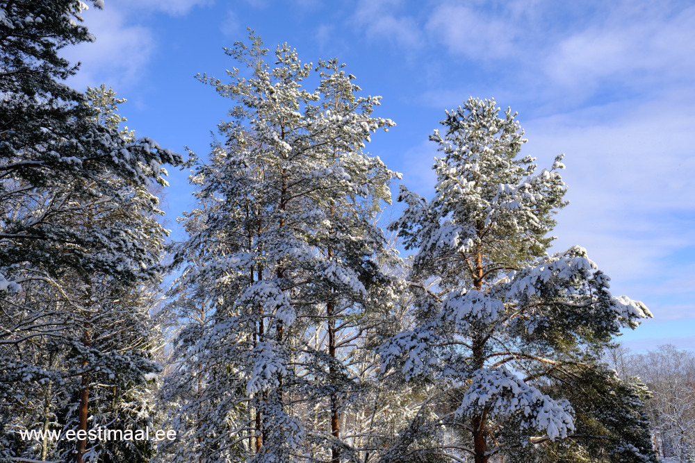 Lumised männid sinise taevaga Lõuna Eestis