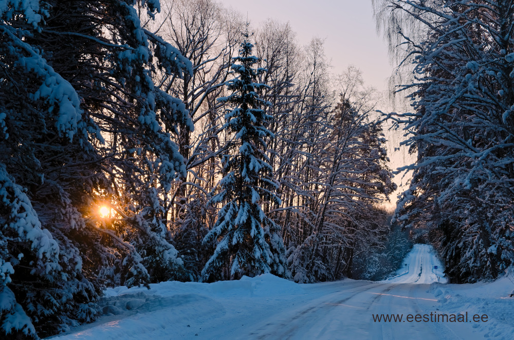 Talvine hommikupäike läbi puude talvel