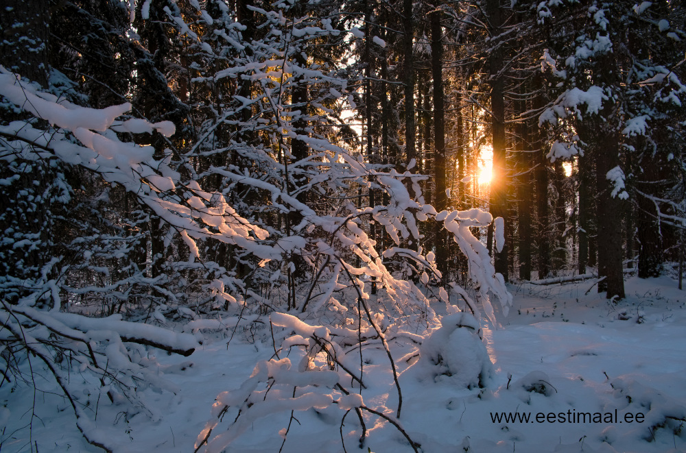 Päike metsas külmal talvehommikul